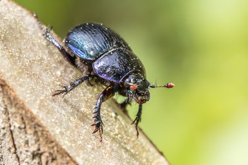 Fototapeta premium mistkäfer