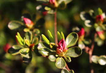 Big red azalea bush in the garden. Season of flowering azaleas.