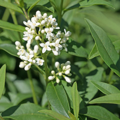 Blühender Liguster, Ligustrum