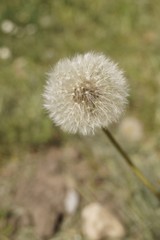 Naklejka premium Beautiful background with dandelion seeds (Taraxacum officinale)