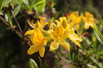 Fototapeta na wymiar Rhododendron Azalea mollis Azalea molle yellow flowers in garden. Spring background.