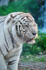 Fototapeta na wymiar White Tiger in zoo