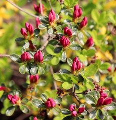 Big red azalea bush in the garden. Season of flowering azaleas.