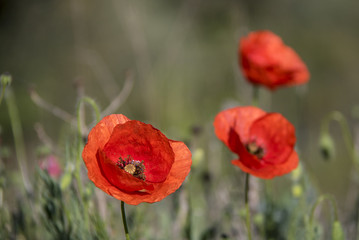 Amapolas