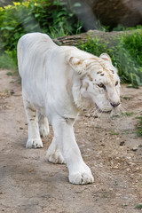 Naklejka premium White Tiger in zoo