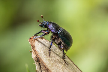 käfer
