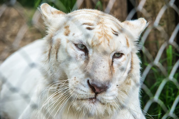 Naklejka premium White Tiger in zoo