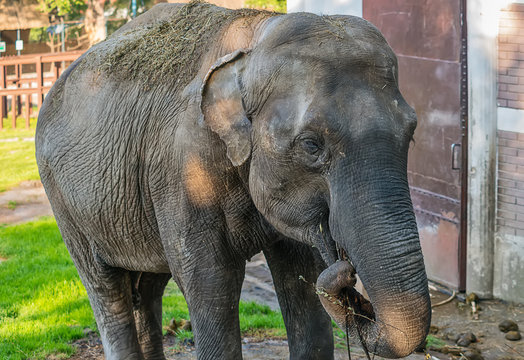 Elephant in zoo 