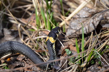 The non-poisonous snake in the grass close up