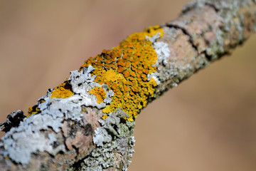 Yellow lichen on a tree branch. Close-up