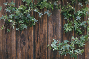 Close-up of green ivy twigs on a vintage wooden background. Top view, space for text