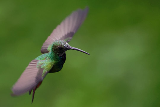 Rufous-tailed hummingbird with widely spreaded wings in flight in front of a blurred green background.