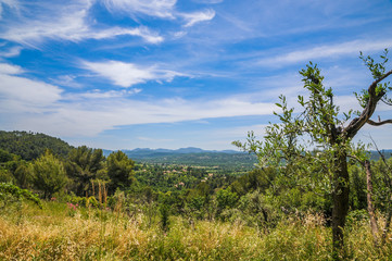 Fototapeta na wymiar Panoramablick von den Alpen Frankreichs, Toskana, mit Olivenbaum im Vordergrund