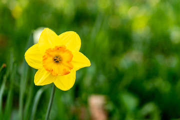 Obraz premium A yellow daffodil with a green bokeh