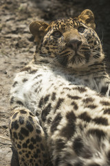 Obraz premium Luipaard ligt op zijn rug te kijken.