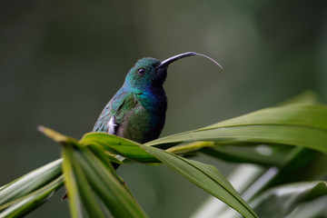 A on a leaf sitting rufous-tailed hummingbird shows it's  extreme long tongue.