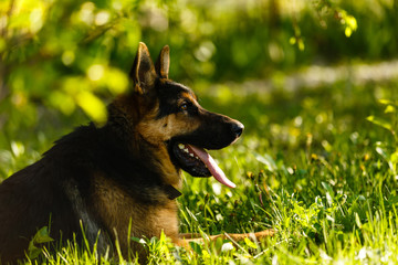 Portrait of young dog German Shepherd at sunset