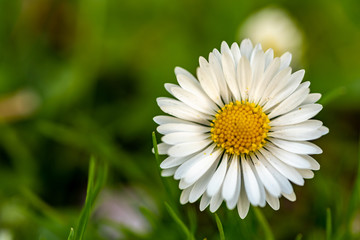 Front perspective of a daisy with a green bokeh