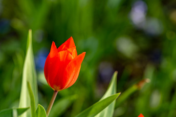 A dark orange tulip with a green bokeh