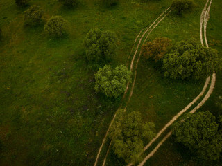 Aerial view from cork trees in a field