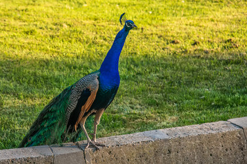 Naklejka premium peacock in zoo