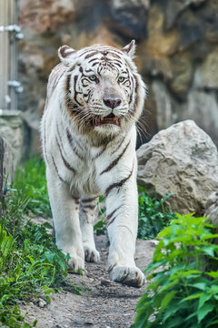 White Tiger in zoo