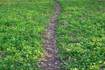 Fototapeta na wymiar Pathway in forest between green grass with yellow flowers