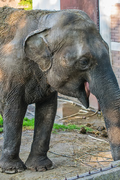 Elephant in zoo 