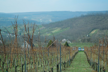 Hungarian wine barrels