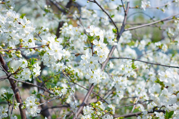 Cherry tree blossom flowers at spring