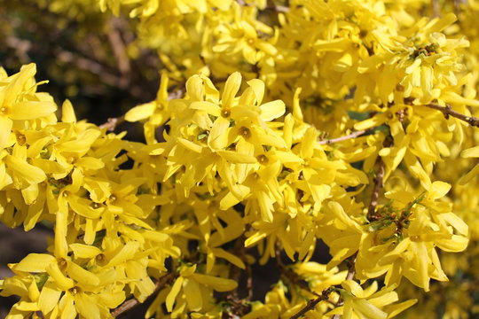 flower желтые цветы