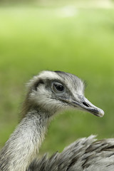 greater rhea