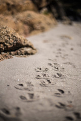 bird walk in sand