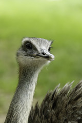 greater rhea