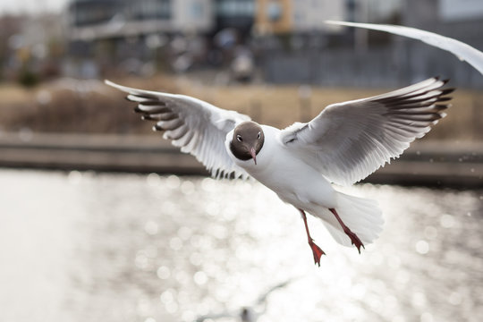 Funny Black-headed Gull looking to camera during flying. Lake birds