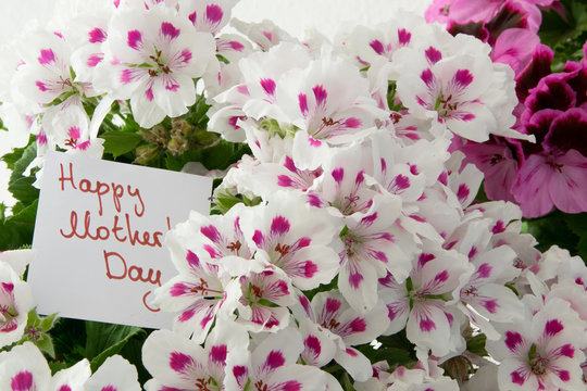 Close Up of beautiful fresh flowers with greeting card for Mother's day, gratefulness present concept