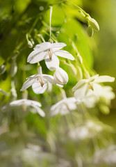 White flowers, Water Jasmine/Wrightia religiosa.