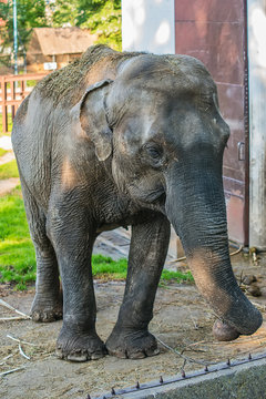 Elephant in zoo 