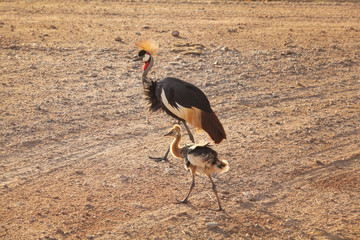Black crowned crane (Balearica pavonina) and its fledgling baby crossing road in afternoon sun....