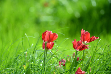 rote Tulpen auf Wiese