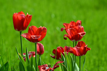 Fototapeta na wymiar rote Tulpen auf Wiese