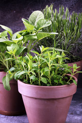 Homegrown and aromatic herbs in old clay pots. Set of culinary herbs. Green growing sage, oregano and rosemary