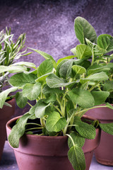 Homegrown and aromatic herbs in old clay pots. Set of culinary herbs. Green growing sage, oregano and rosemary