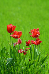 rote Tulpen auf Wiese