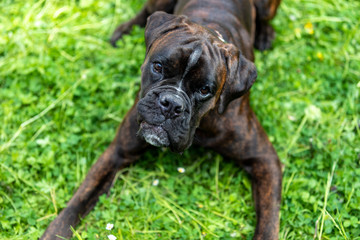 Boxer in a garden