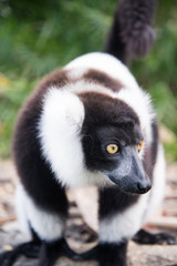 Black-and-white ruffed lemur