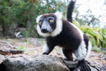 Black-and-white ruffed lemur