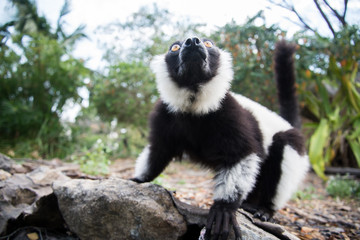 Black-and-white ruffed lemur