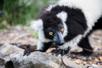 Black-and-white ruffed lemur