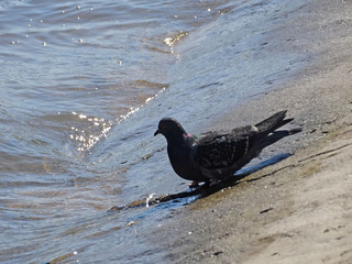 Pigeon drinks water
